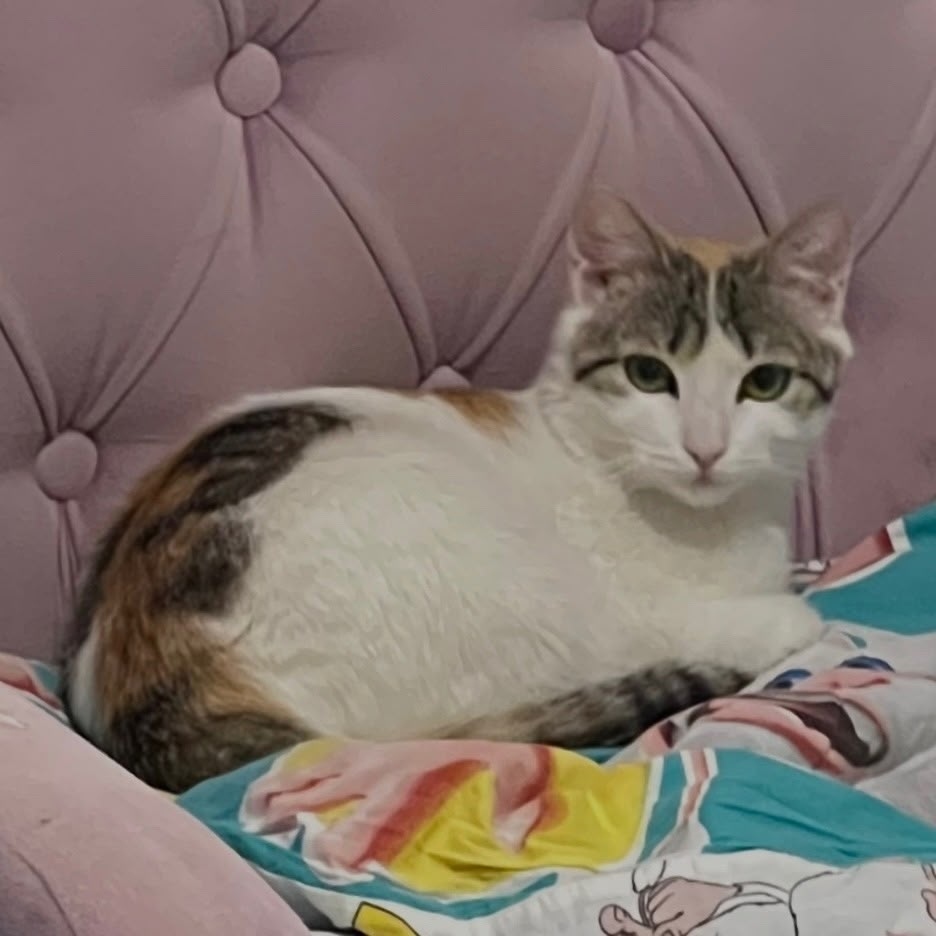 Пропала кошка в Златоусте — фото объявления