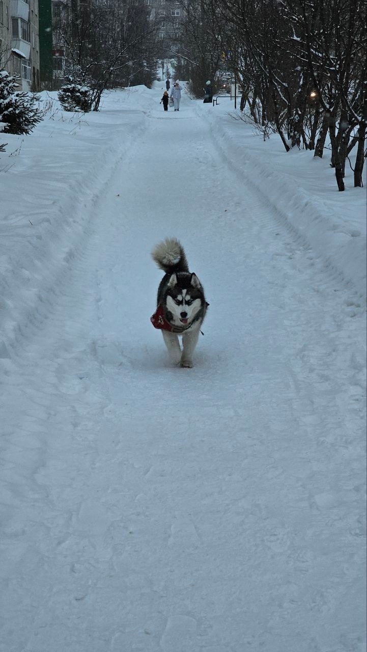 Пропала собака в Златоусте — фото объявления
