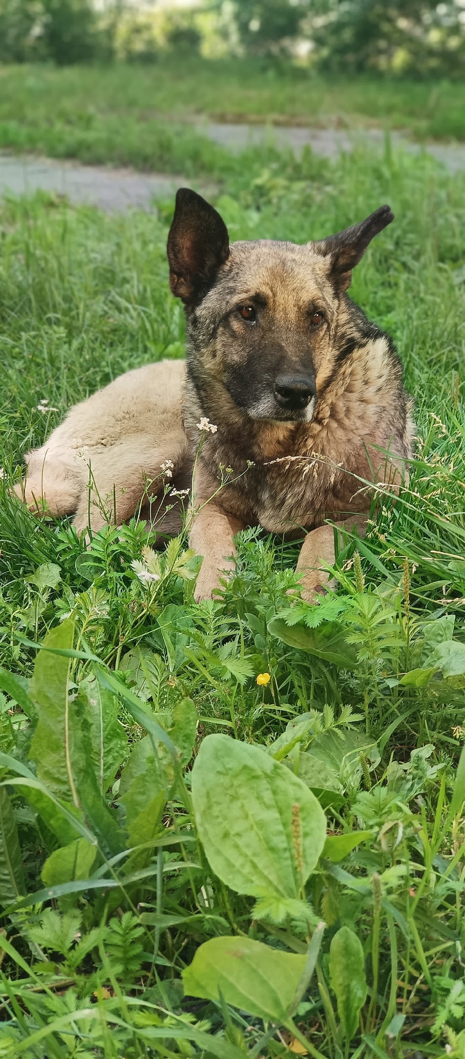 Пропала собака в Златоусте — фото объявления