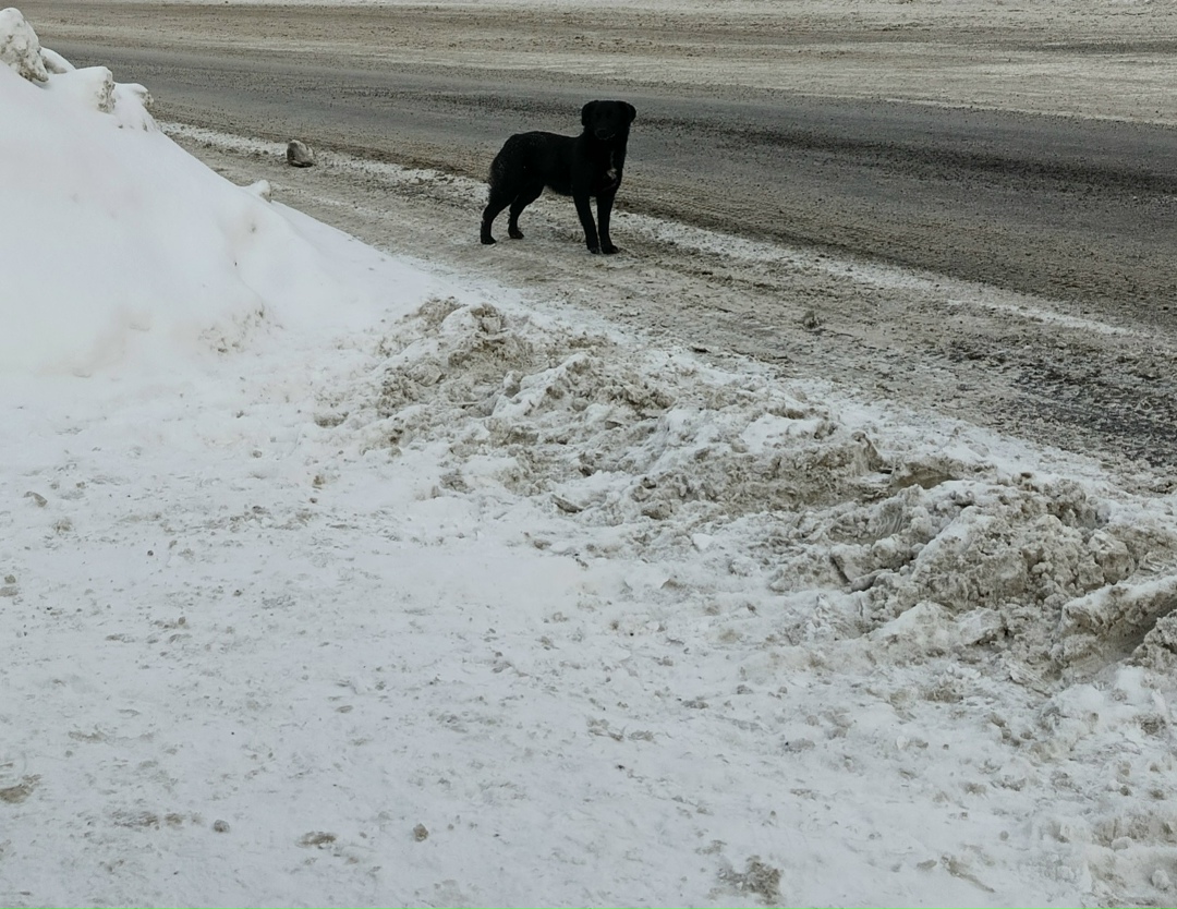 Пропала собака в Златоусте — фото объявления