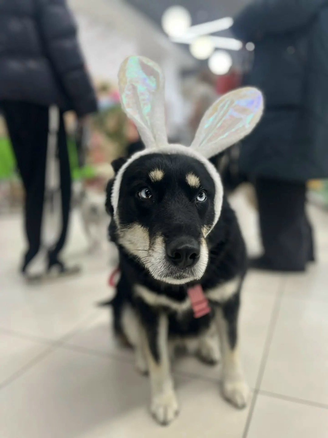 Пропала собака в Златоусте — фото объявления