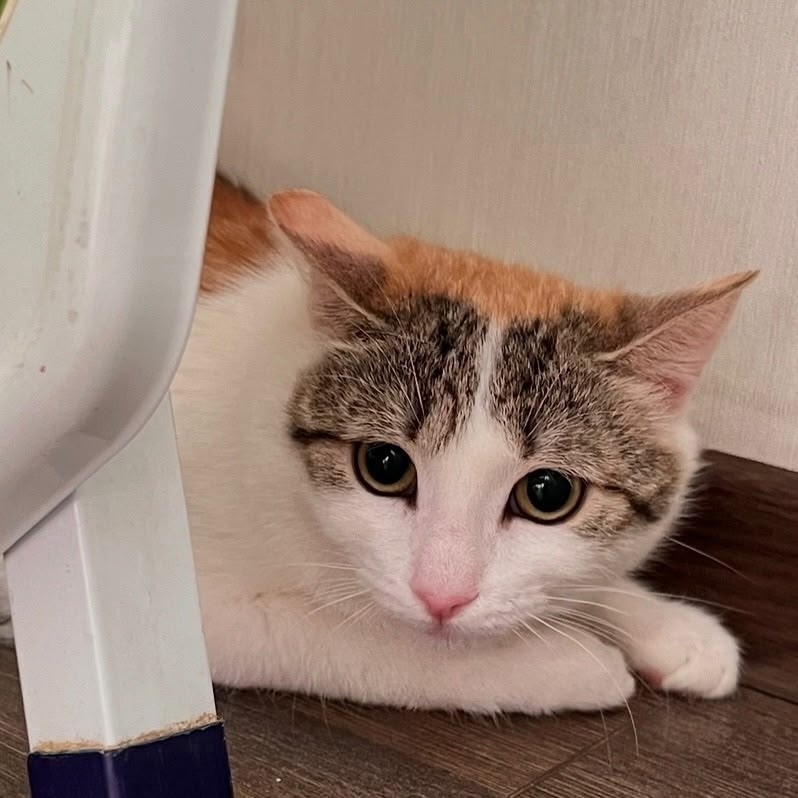 Пропала кошка в Златоусте — фото объявления