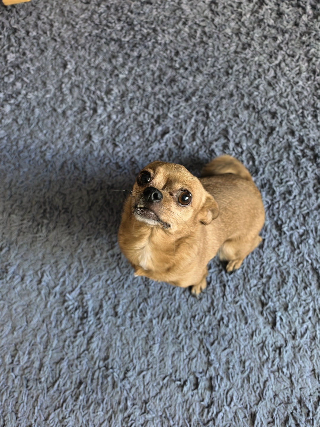 Найдена собака в Златоусте — фото объявления