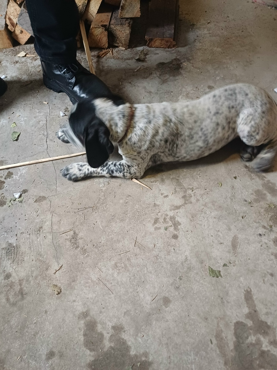 Найдена собака в Троицке — фото объявления