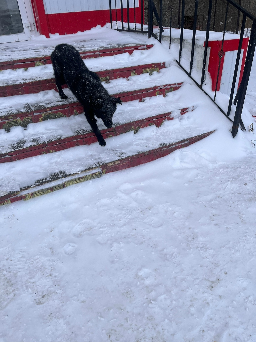 Пропала собака в Троицке — фото объявления
