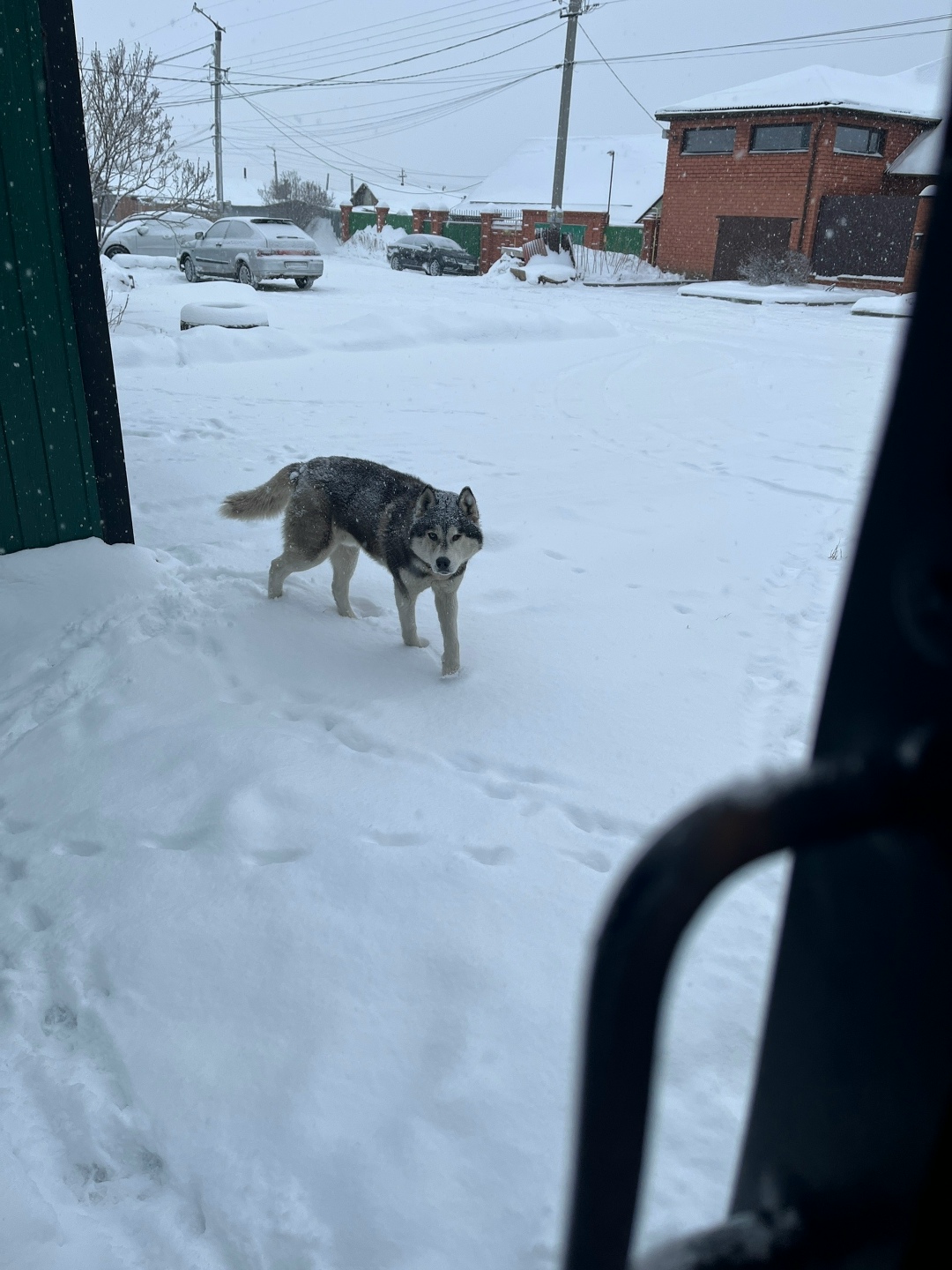 Найдена собака в Троицке — фото объявления