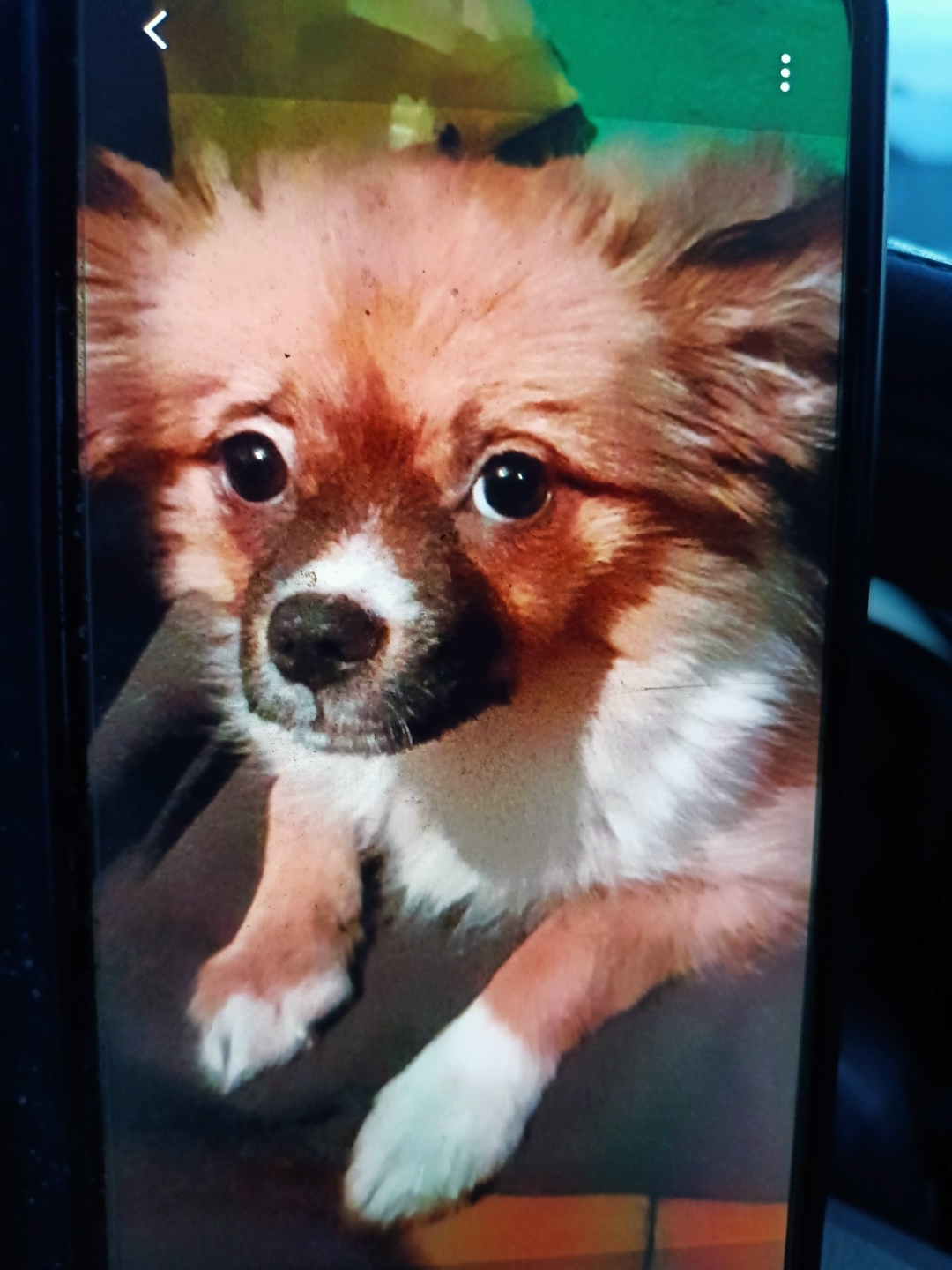 Найдена собака в Троицке — фото объявления