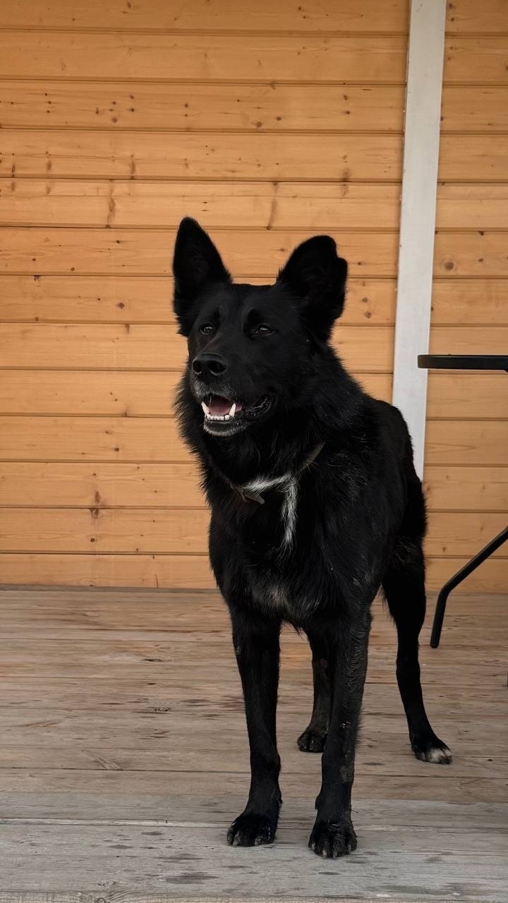 Пропала собака в Троицке — фото объявления