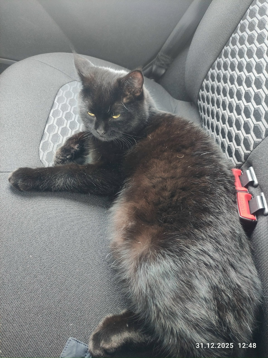 Найдена кошка в Троицке — фото объявления