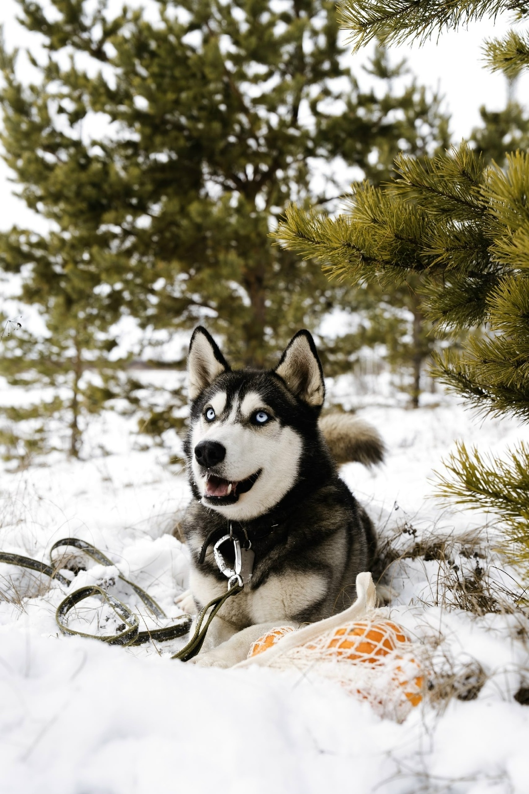 Пропала собака в Троицке — фото объявления