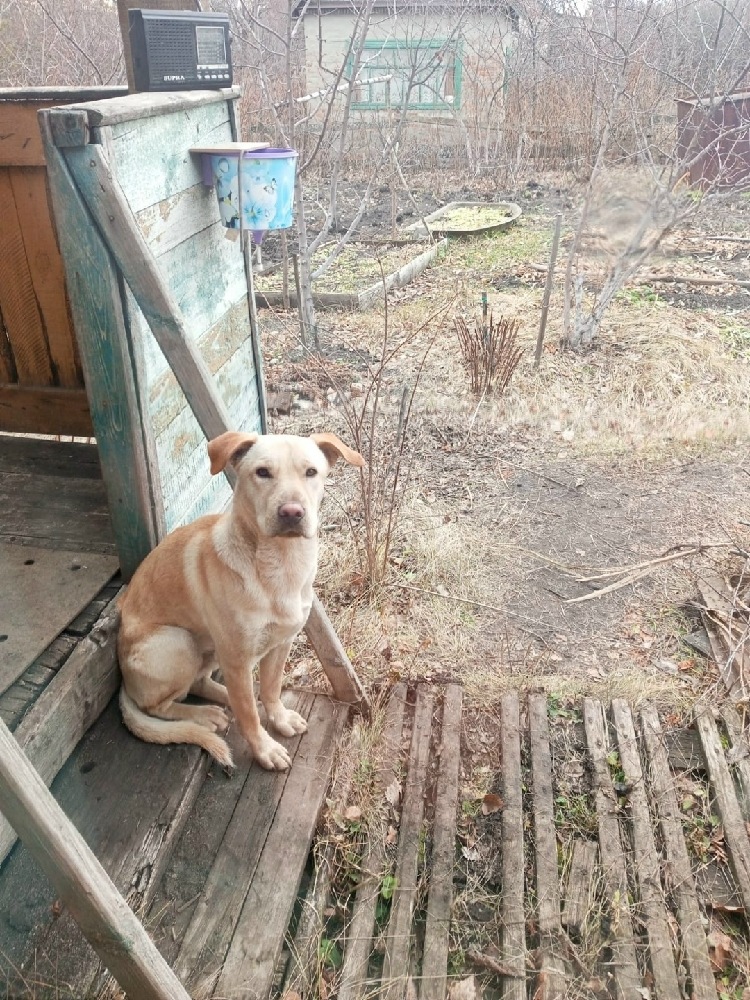 Найдена собака в Троицке — фото объявления