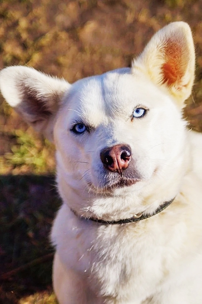 Пропала собака в Троицке — фото объявления