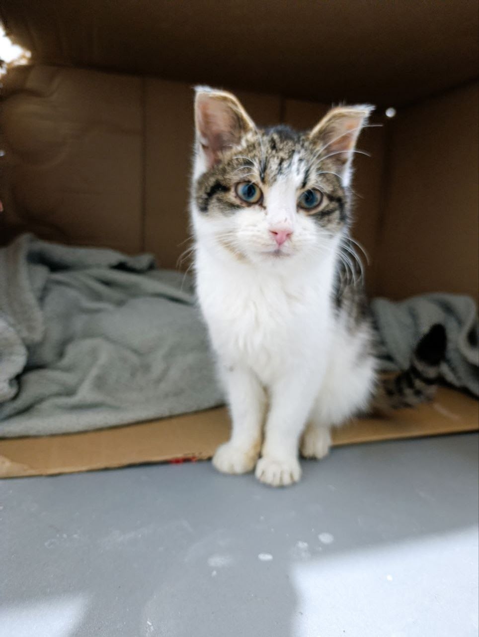 Найдена кошка в Троицке — фото объявления