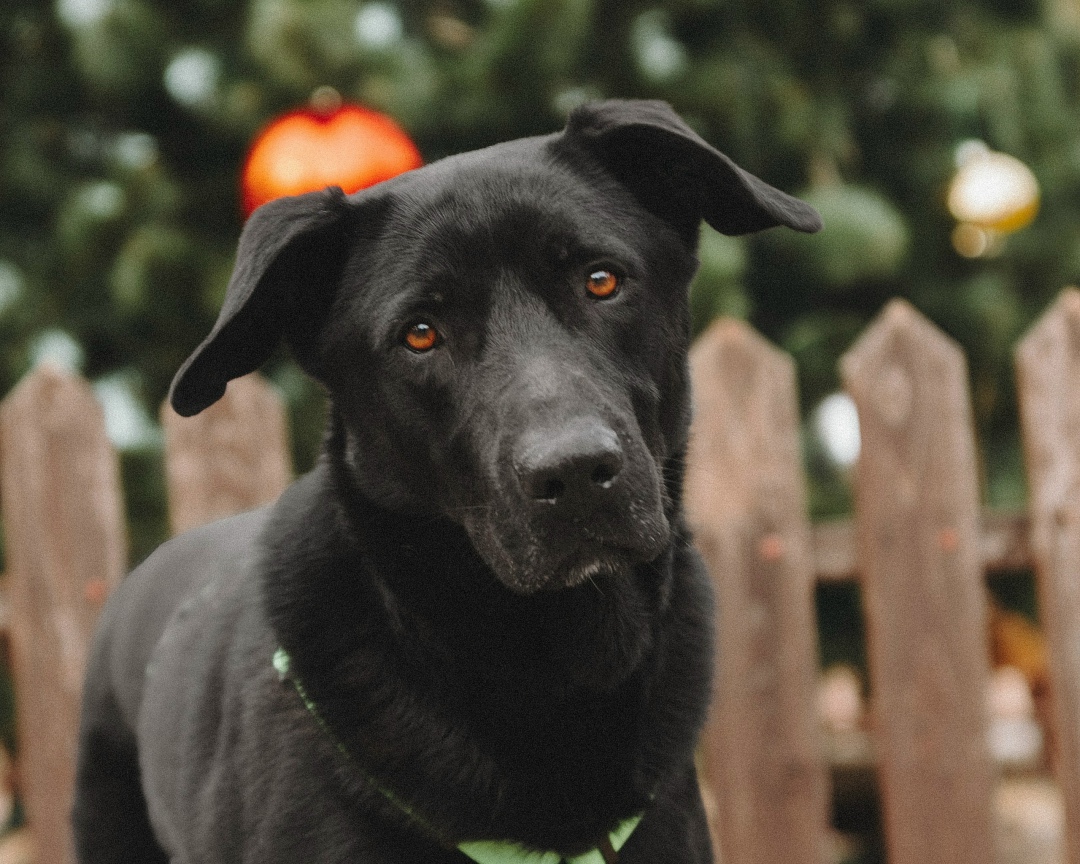 Найдена собака в Троицке — фото объявления
