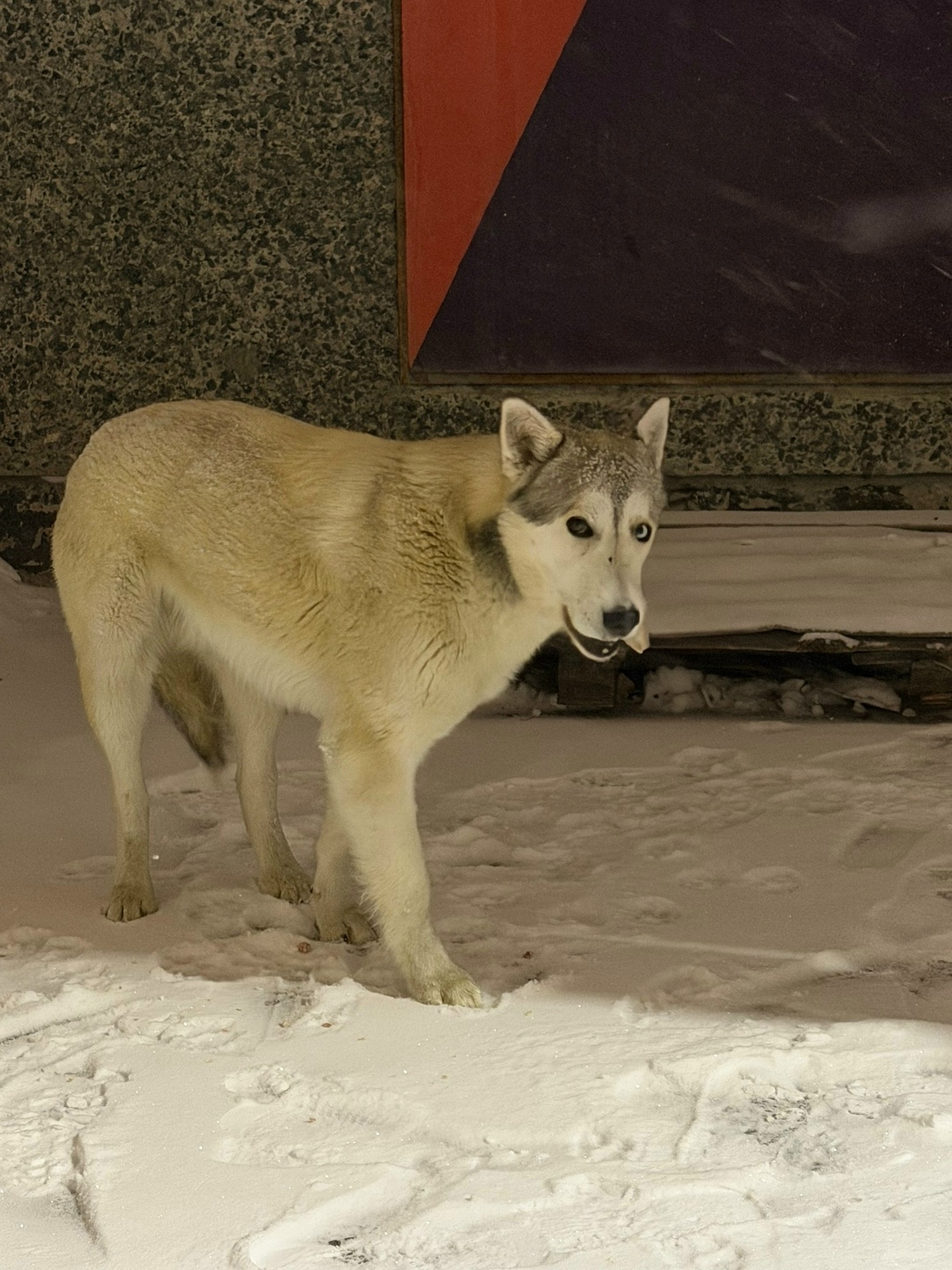 Пропала собака в Троицке — фото объявления