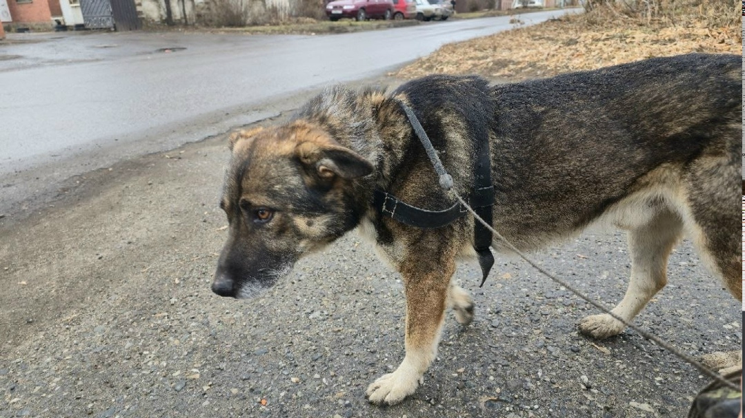 Найдена собака в Троицке — фото объявления
