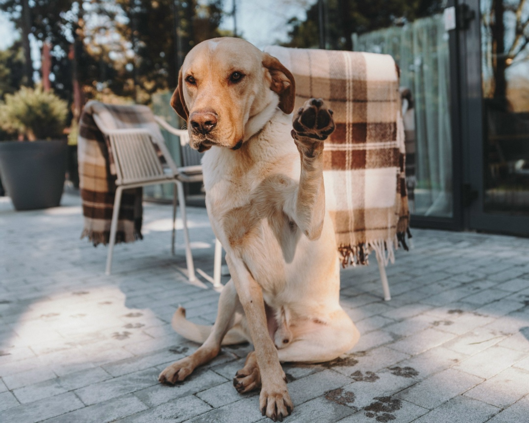 Найдена собака в Троицке — фото объявления