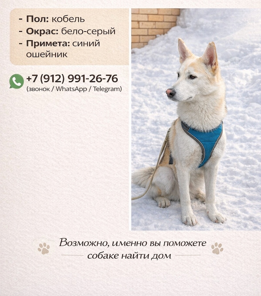 Пропала собака в Троицке — фото объявления