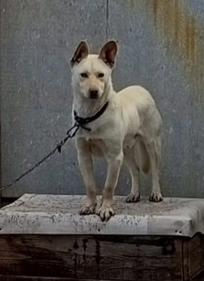 Пропала собака в Троицке — фото объявления