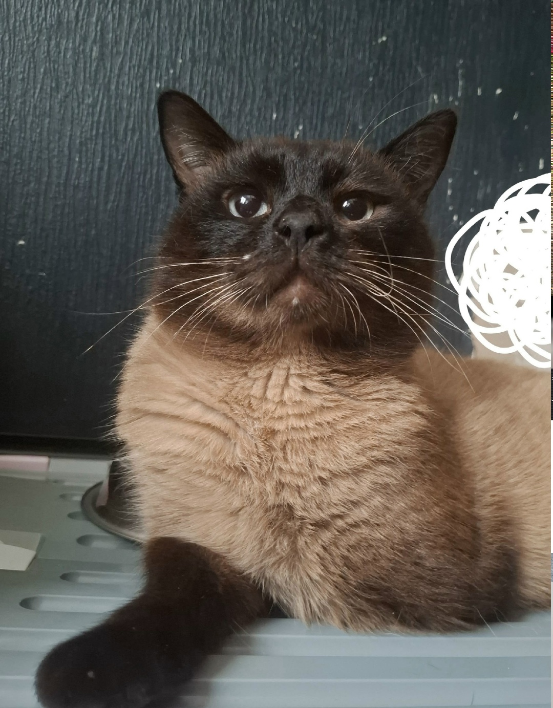 Пропала кошка в Троицке — фото объявления