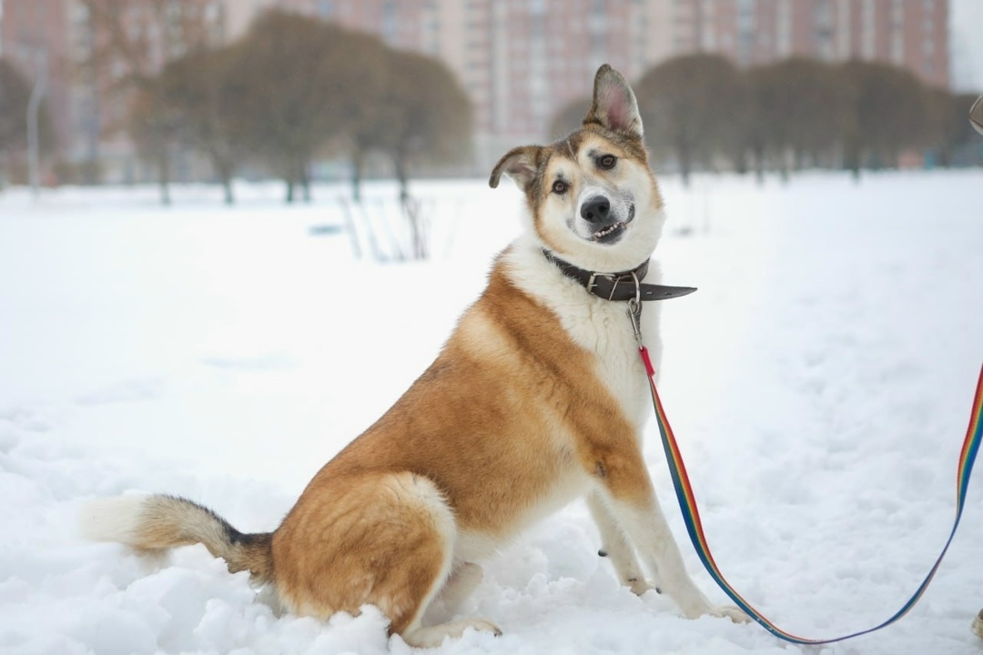 Пропала собака в Троицке — фото объявления
