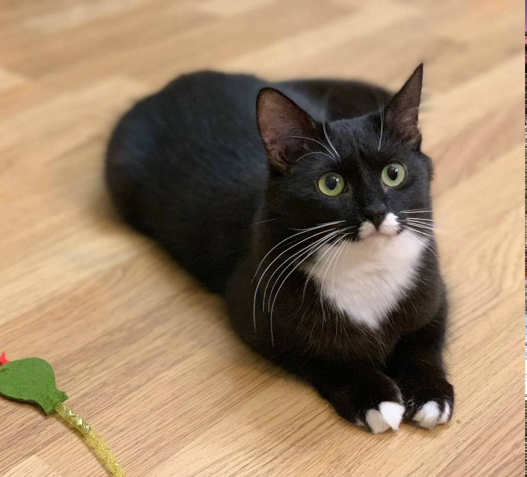 Найдена кошка в Троицке — фото объявления