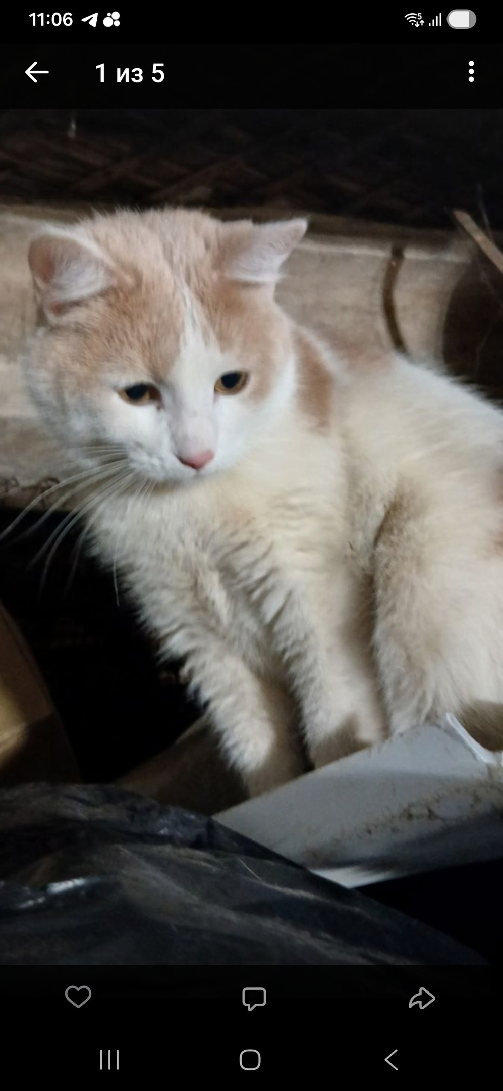 Найдена собака в Троицке — фото объявления