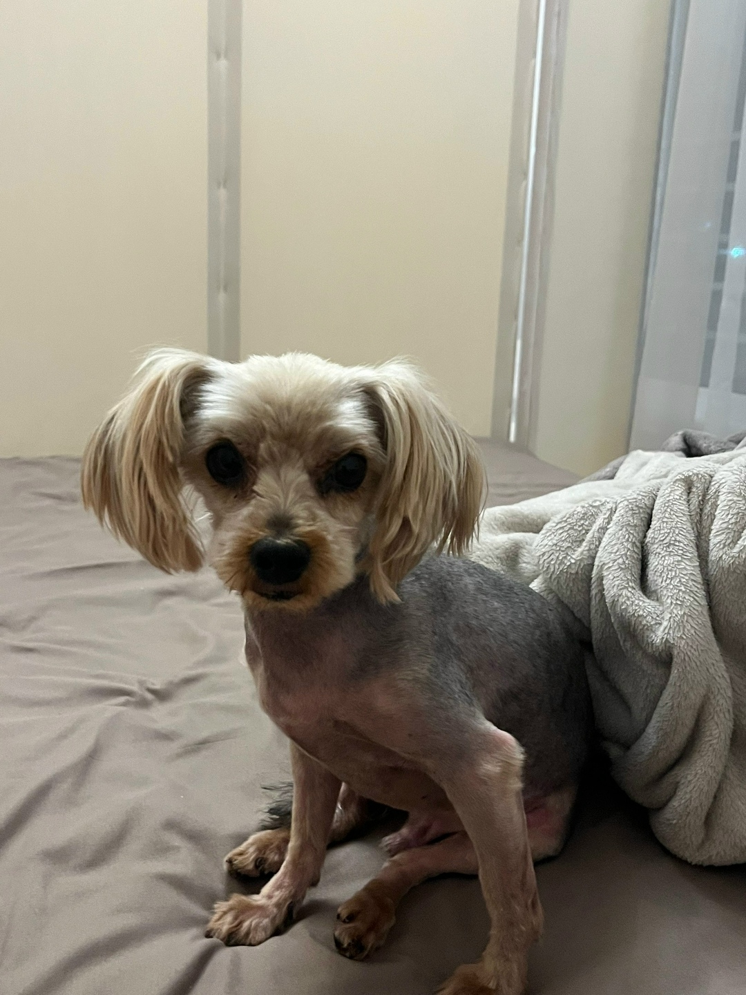 Найдена собака в Троицке — фото объявления