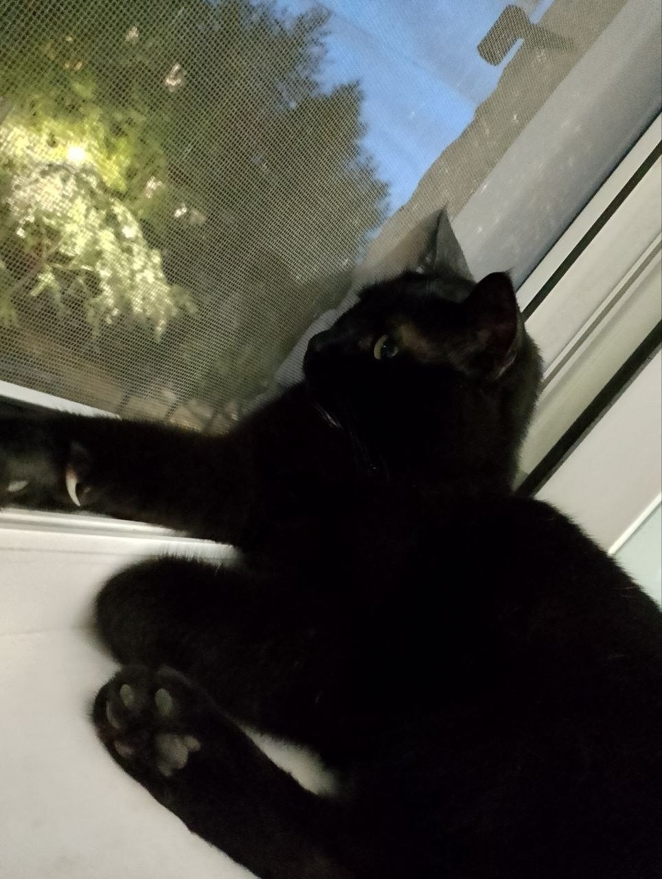 Найдена кошка в Троицке — фото объявления