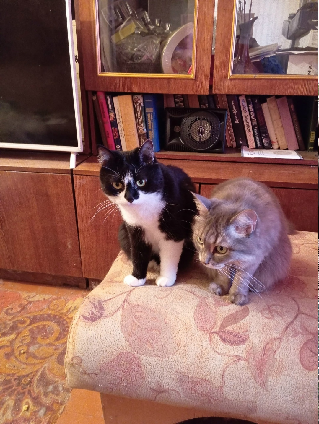 Пропала кошка в Троицке — фото объявления