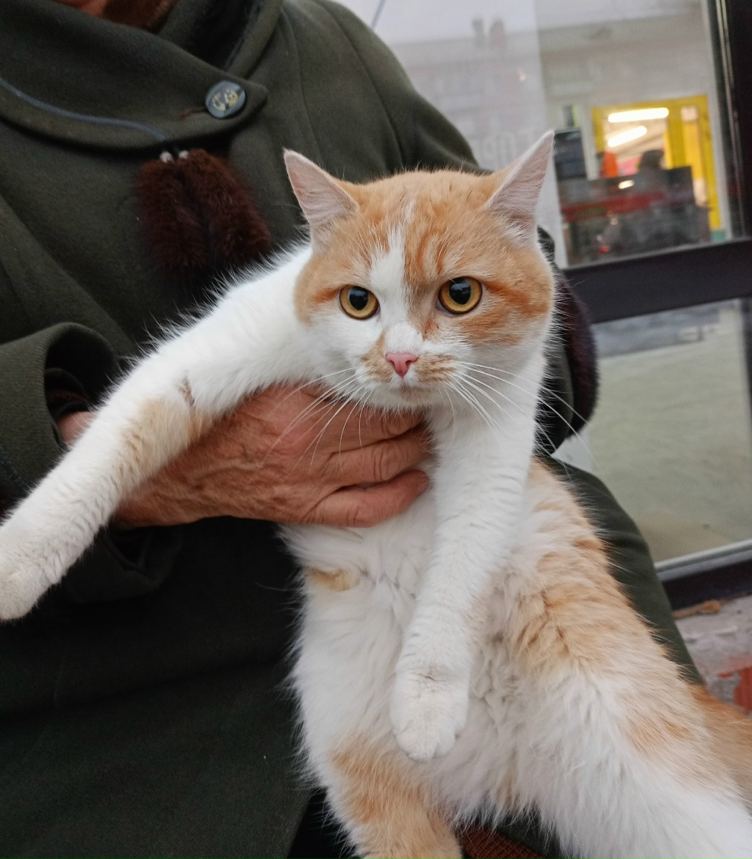 Пропала кошка в Троицке — фото объявления