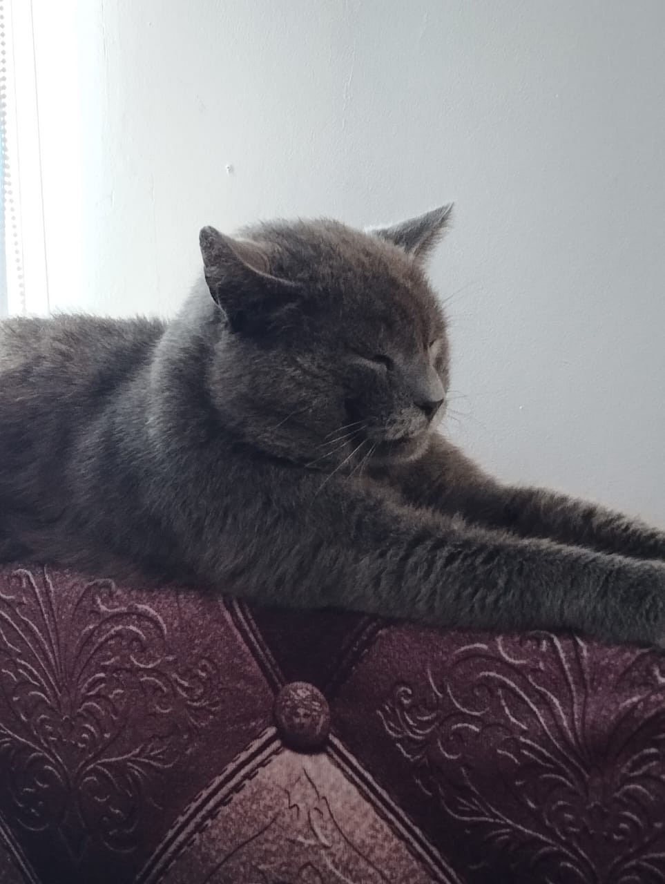 Пропала кошка в Троицке — фото объявления