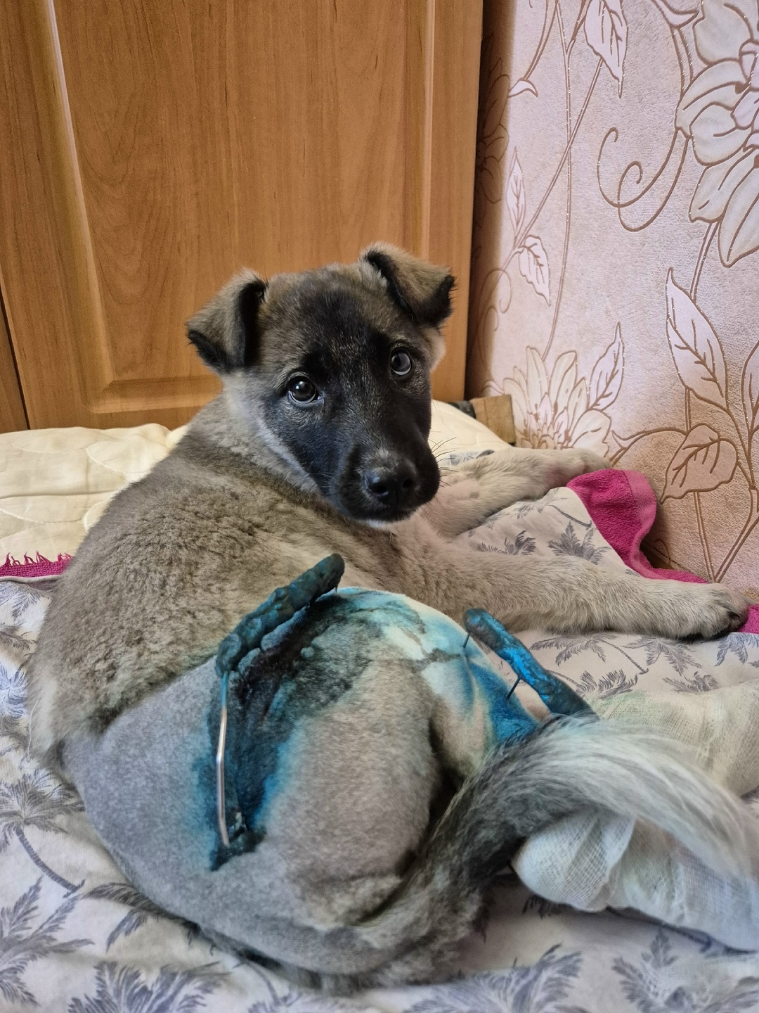 Найдена собака в Троицке — фото объявления