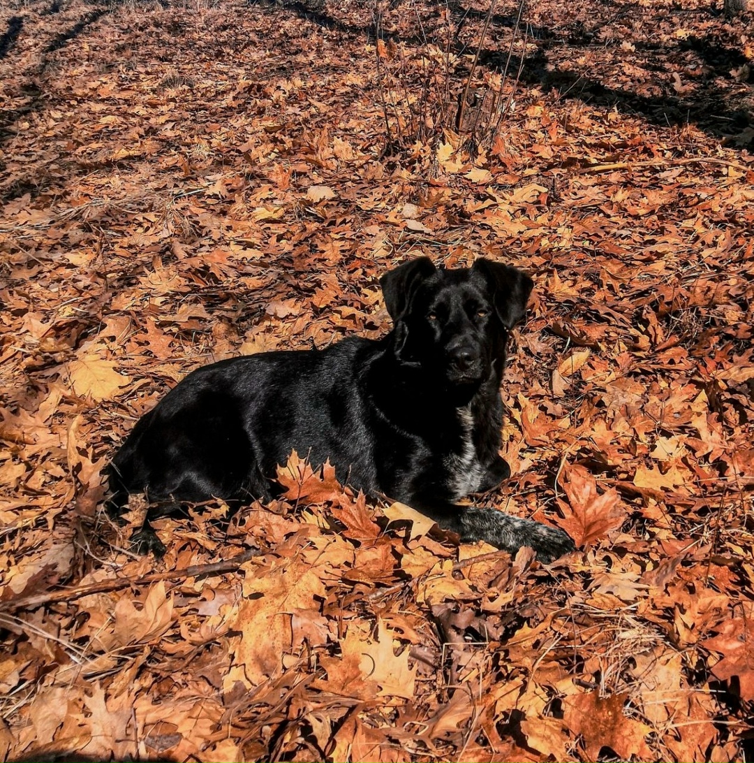 Пропала собака в Троицке — фото объявления