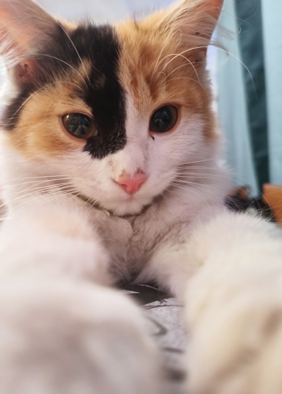 Пропала собака в Троицке — фото объявления