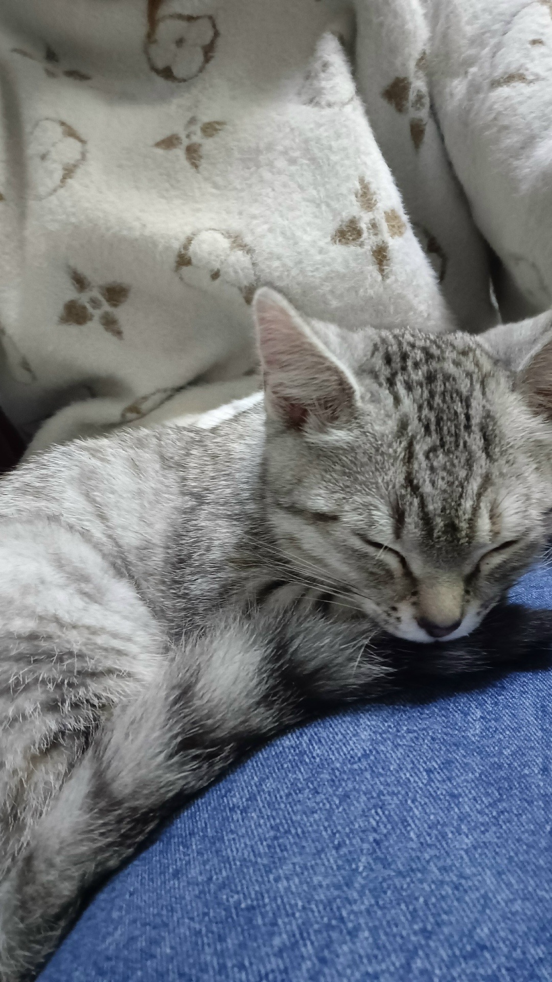 Найдена кошка в Троицке — фото объявления