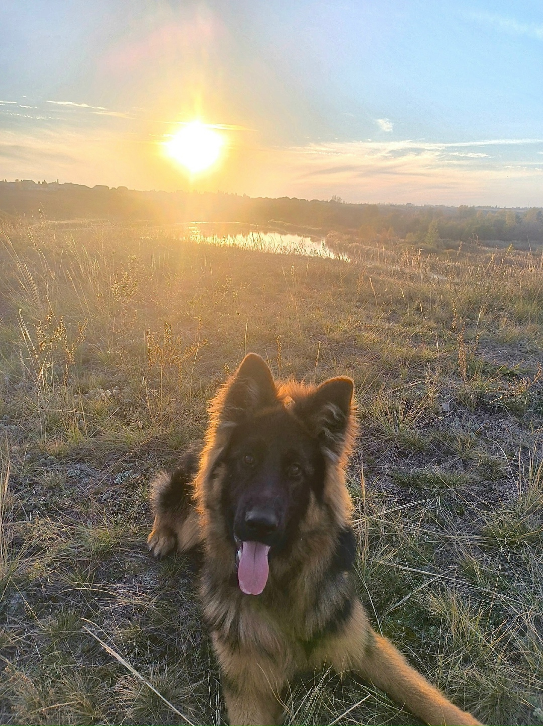 Пропала собака в Троицке — фото объявления