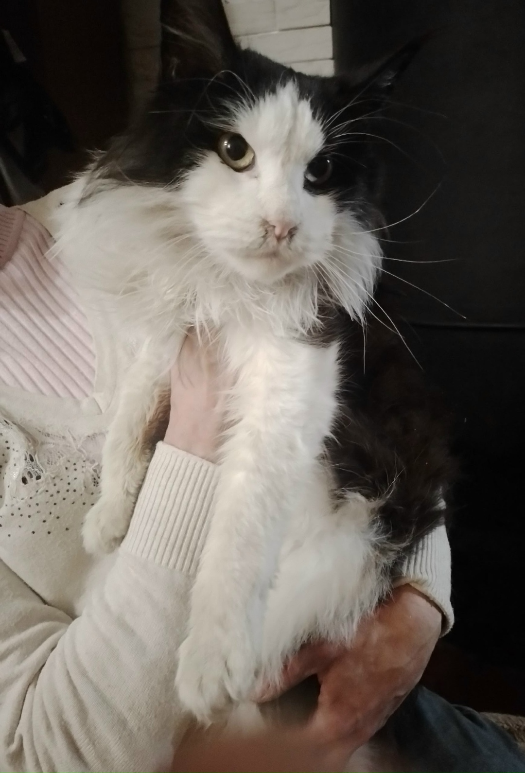 Найдена кошка в Троицке — фото объявления