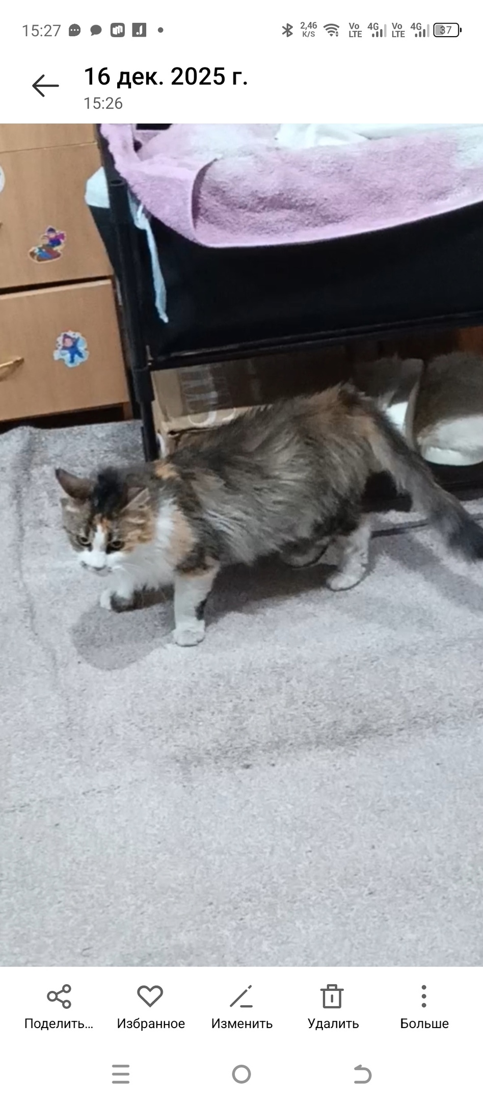 Пропала кошка в Троицке — фото объявления