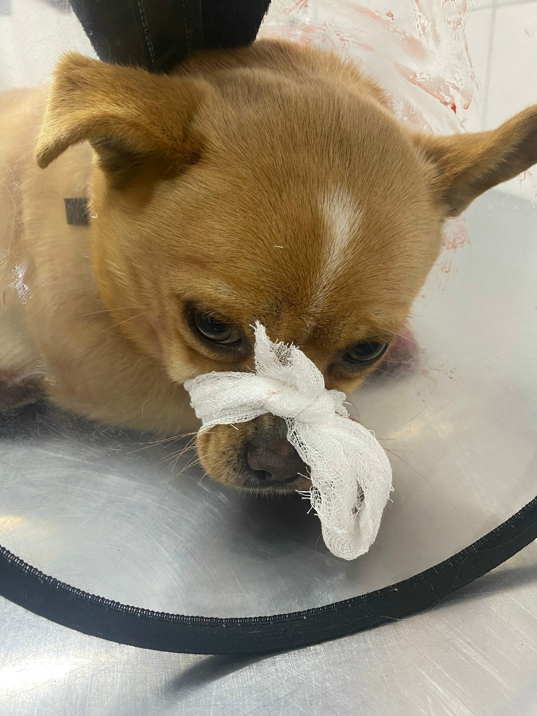 Найдена собака в Троицке — фото объявления