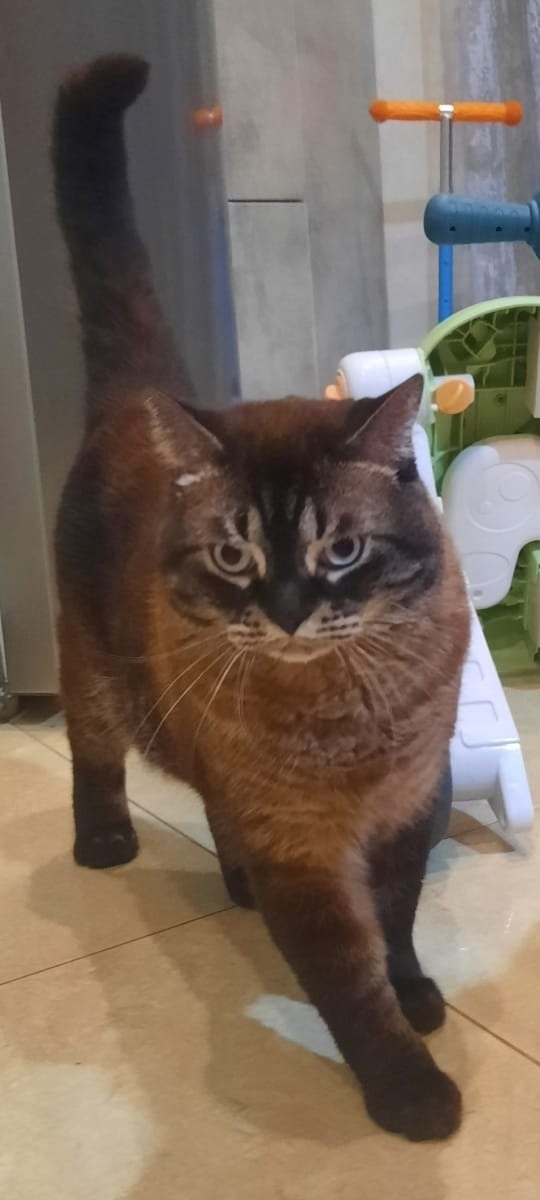 Пропала кошка в Ростове-на-Дону — фото объявления