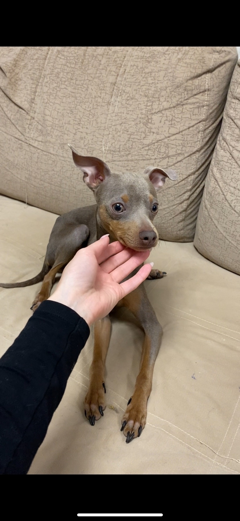 Пропала собака в Ростове-на-Дону — фото объявления