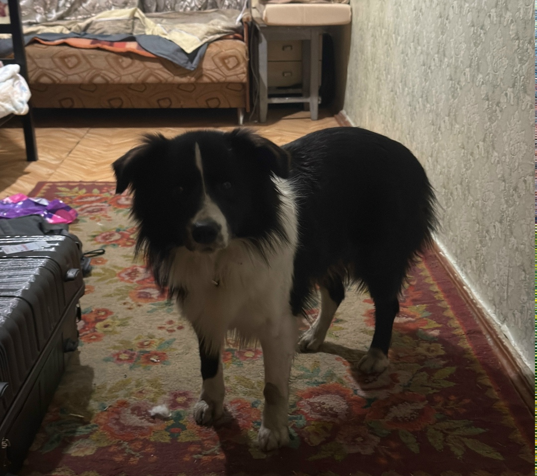 Найдена собака в Ростове-на-Дону — фото объявления