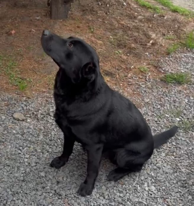 Найдена собака в Ростове-на-Дону — фото объявления