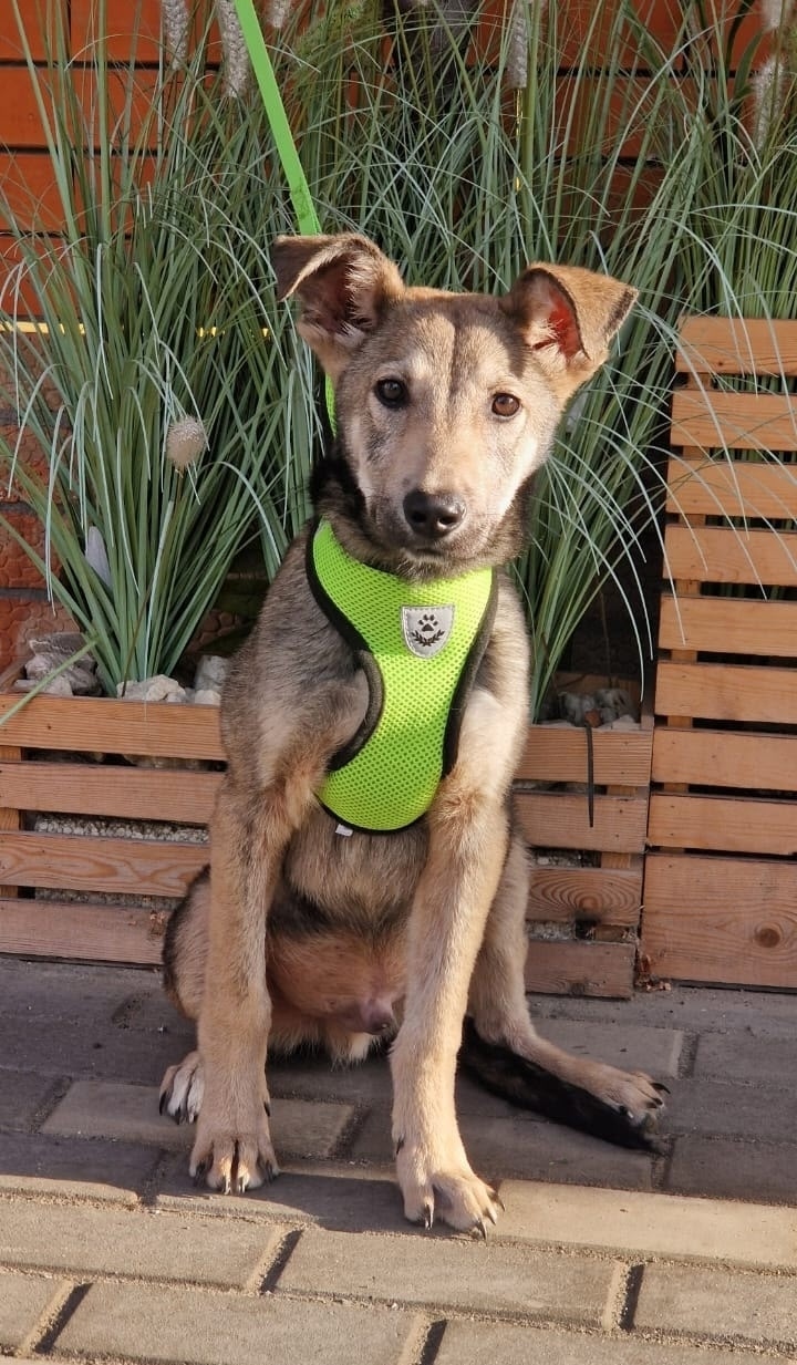 Найдена собака в Ростове-на-Дону — фото объявления