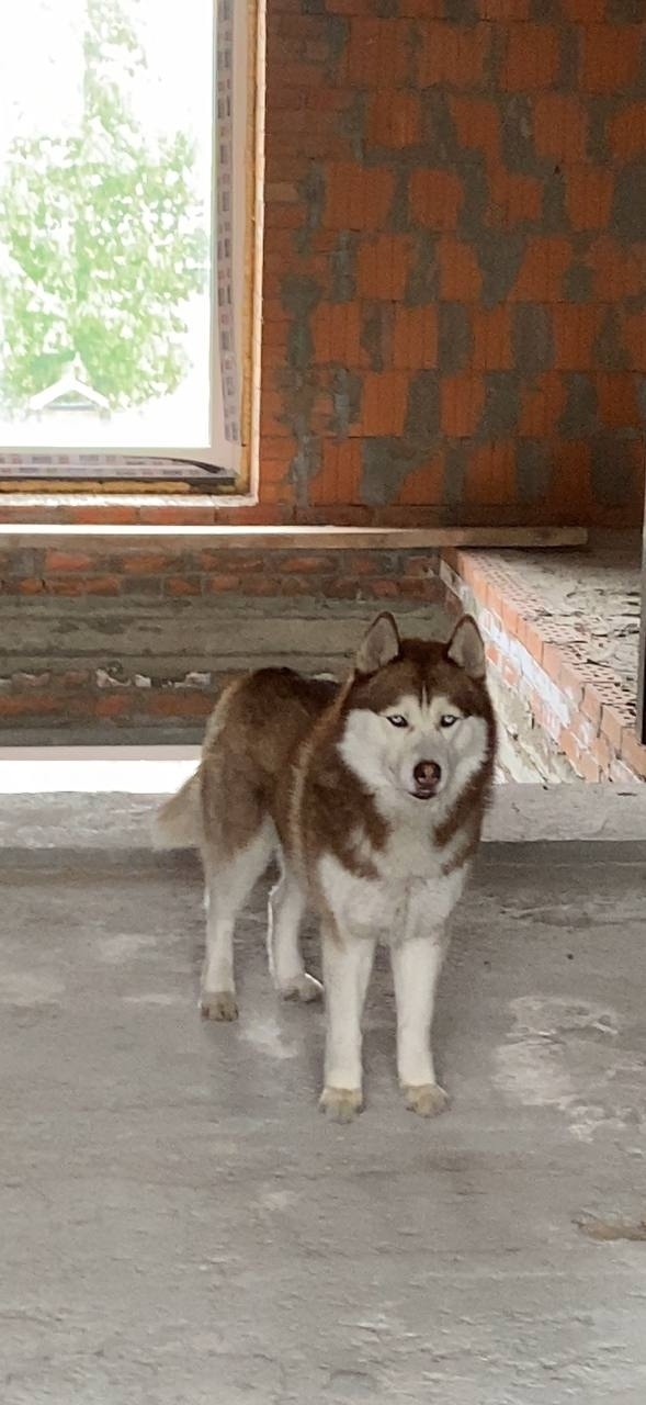 Пропала собака в Ростове-на-Дону — фото объявления