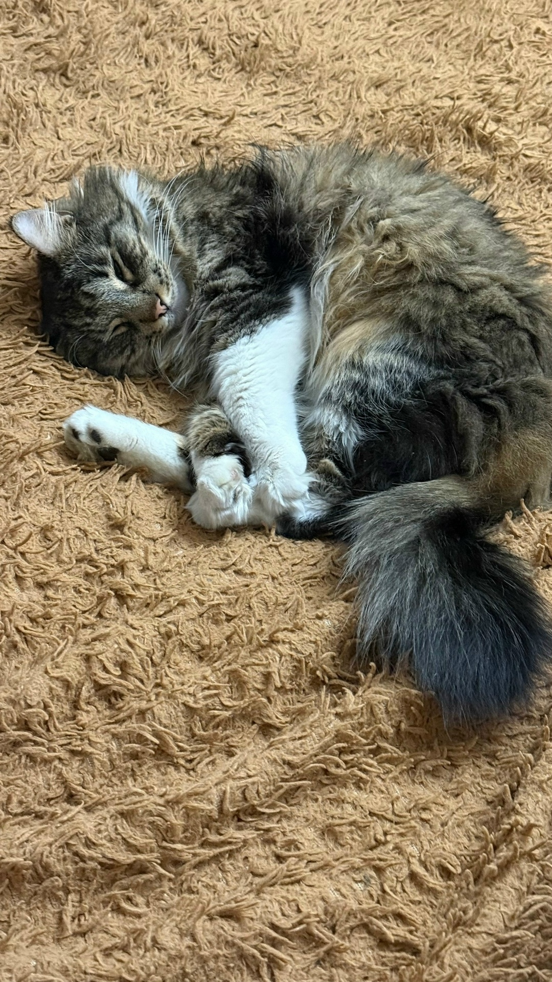 Найдена кошка в Ростове-на-Дону — фото объявления