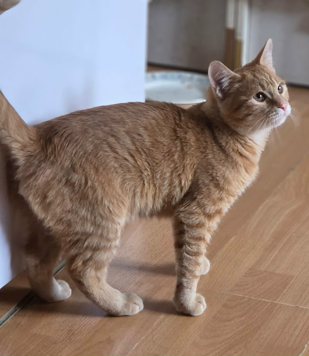 Найдена кошка в Ростове-на-Дону — фото объявления