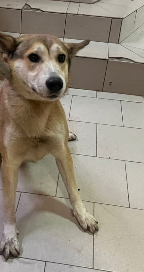 Пропала собака в Ростове-на-Дону — фото объявления