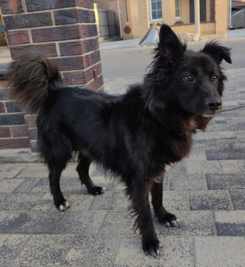 Найдена собака в Ростове-на-Дону — фото объявления